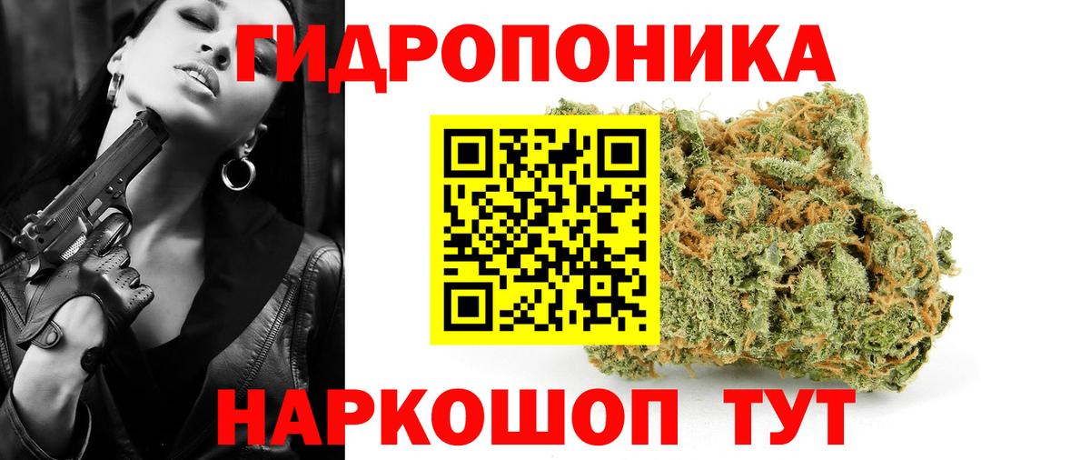 Бошки Шишки план Котовск